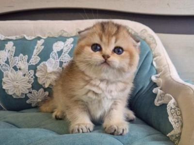 Mikkie Scottish - Scottish Fold - Gallery Photo #1