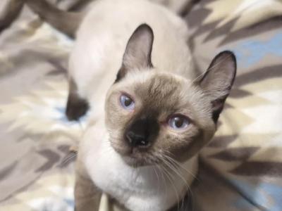 Siberian Male  Elf Hybrid - American Curl - Gallery Photo #1