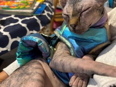 Amelie - Sphynx - Gallery Photo #1