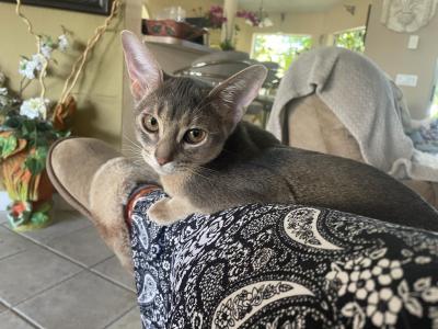 Blue Lap Kitty - Abyssinian - Gallery Photo #1