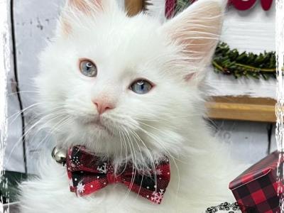 Pesto - Maine Coon - Gallery Photo #1