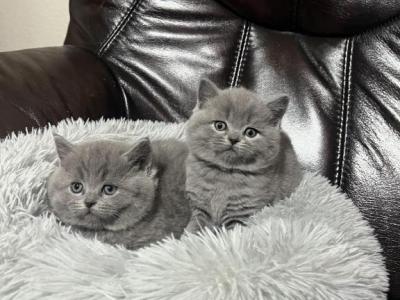 British Kittens - British Shorthair - Gallery Photo #1