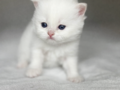 Zeus BRLonghair - British Shorthair - Gallery Photo #1