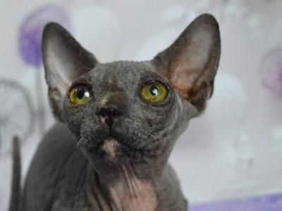 Zlata - Sphynx - Gallery Photo #1