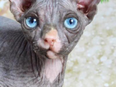 Luna  DBE - Sphynx - Gallery Photo #1