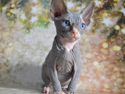 Simon DBE - Sphynx - Gallery Photo #1