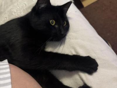 Tinker Bell - Domestic - Gallery Photo #1