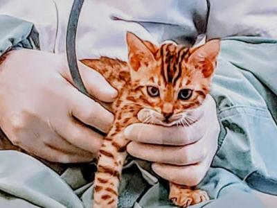 Mister Quick - Bengal - Gallery Photo #1