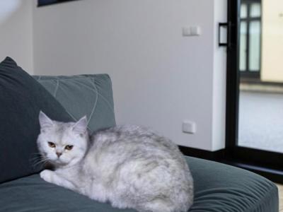 Kitty - Scottish Straight - Gallery Photo #1