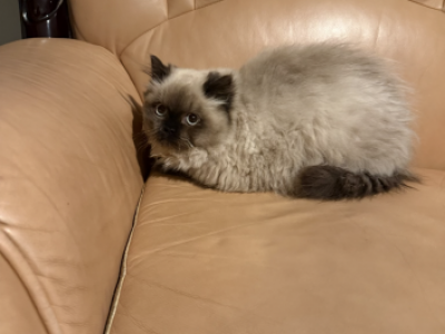 Roman - Himalayan - Gallery Photo #1