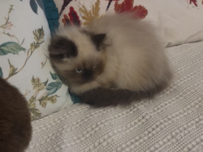 Jack - Himalayan - Gallery Photo #1