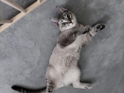 Zeus - Savannah - Gallery Photo #1