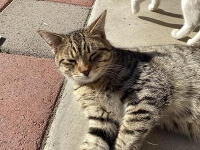 Yang - Domestic - Gallery Photo #1