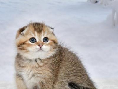 Viski Scottish - Scottish Fold - Gallery Photo #1