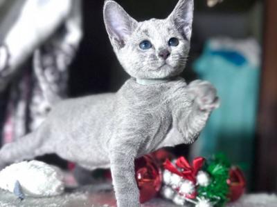 Russian Blue 1 16 - Russian Blue - Gallery Photo #1
