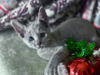 Russian Blue 1 16a - Russian Blue - Gallery Photo #1