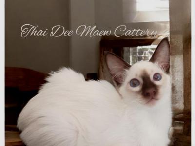 Chocolate CFA TICA Balinese - Balinese - Gallery Photo #1