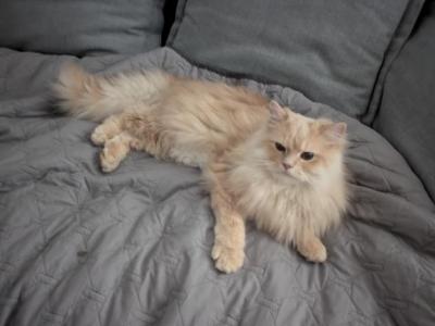 American Bobtail And Persian Mix - American Bobtail - Gallery Photo #1