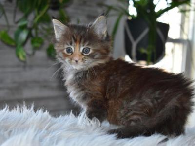 Maine Coon Kittens  TICA Registered - Maine Coon - Gallery Photo #1