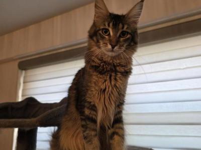 Maine Coon Angel - Maine Coon - Gallery Photo #1