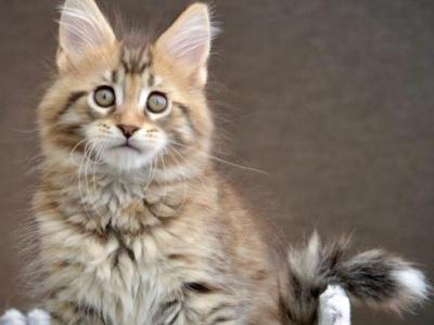 Tibet - Maine Coon - Gallery Photo #1