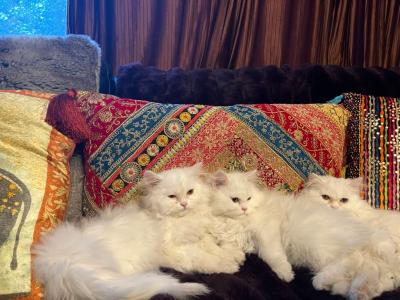 Sunny - Persian - Gallery Photo #1