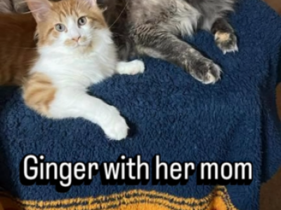 Ginger - Maine Coon - Gallery Photo #1