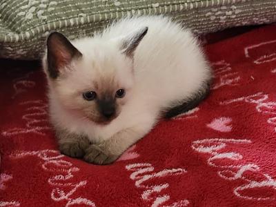 Sealpoint Female - Siamese - Gallery Photo #1