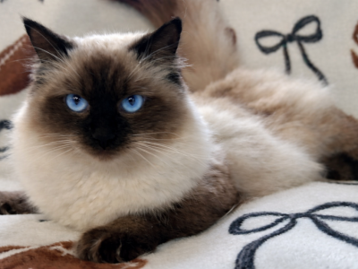 Minnie - Ragdoll - Gallery Photo #1