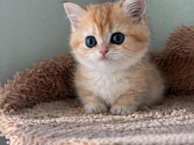 Leonela - British Shorthair - Gallery Photo #1