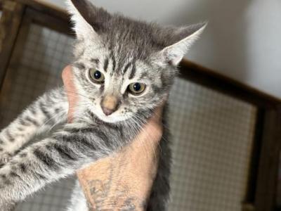 F4 Safari Kittens - Savannah - Gallery Photo #1