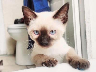 Valentines Day Litter - Siamese - Gallery Photo #1