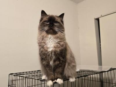 Female Seal Point Mitted Mink Fixed - Ragdoll - Gallery Photo #1