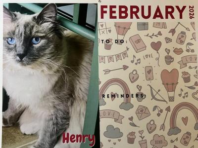 STUD SERVICE Ragdoll KITTENS AVAILABLE TOO - Ragdoll - Gallery Photo #1