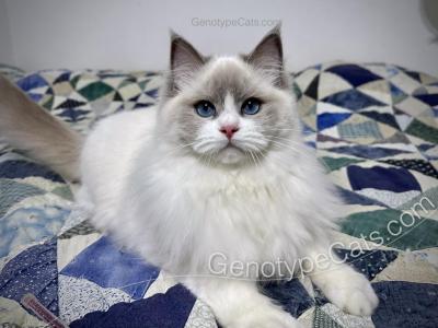 Ginerva - Ragdoll - Gallery Photo #1
