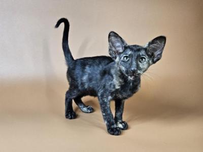 Melanka - Oriental - Gallery Photo #1