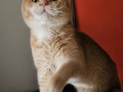 Landon - British Shorthair - Gallery Photo #1