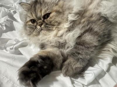 Pearl  Blue Golden Shaded Silver Smoke - Persian - Gallery Photo #1