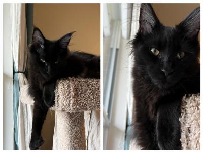 Kisacoons1O - Maine Coon - Gallery Photo #1