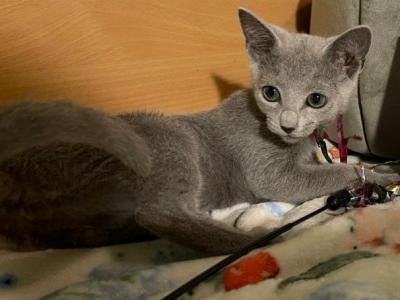 Russian Blue 1 20a - Russian Blue - Gallery Photo #1