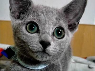 Russian Blue 1 20 - Russian Blue - Gallery Photo #1