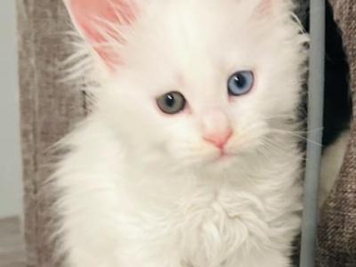 Frosty - Maine Coon - Gallery Photo #1