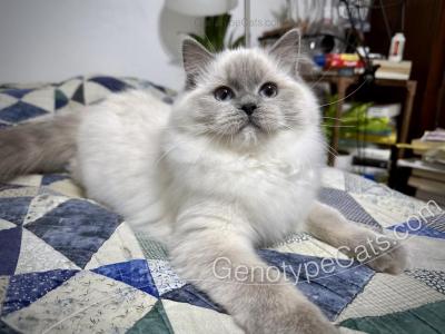 Janus - Ragdoll - Gallery Photo #1
