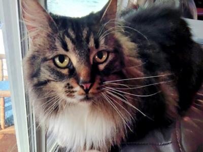 Echo - Maine Coon - Gallery Photo #1
