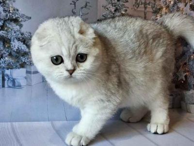 Dolly Silver Shaded Scottish Fold Baby Girl - Scottish Fold - Gallery Photo #1