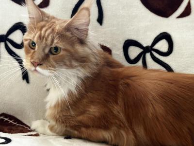 Valentine - Maine Coon - Gallery Photo #1