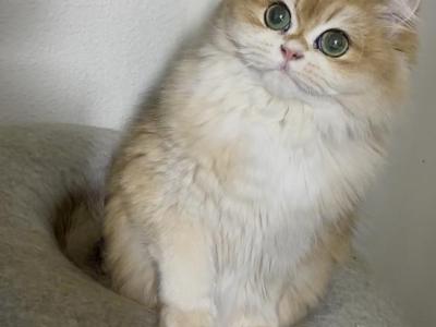 Nala - British Shorthair - Gallery Photo #1