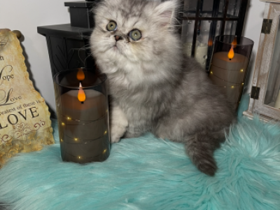 E & M - Persian - Gallery Photo #1