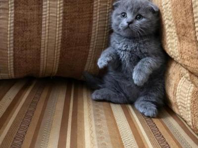 Mila - Scottish Fold - Gallery Photo #1