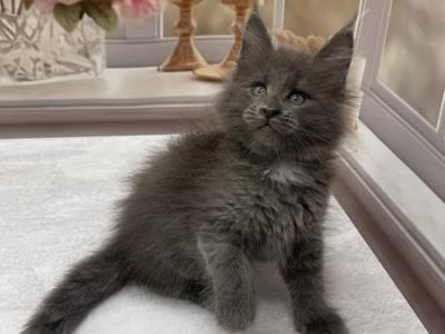 Maine Coon Alva Toma - Maine Coon - Gallery Photo #1